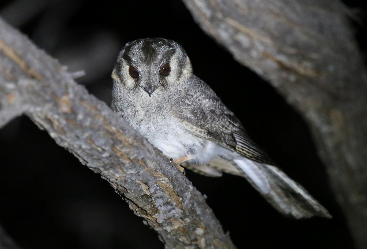 Australian Owlet-nightjar - Stuart Kelly