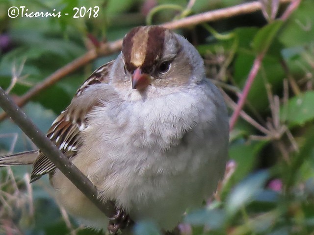 White-crowned Sparrow (leucophrys) - Rafael Campos-Ramírez