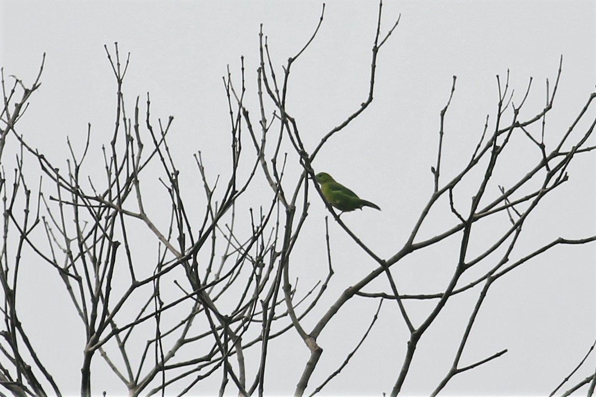 Lesser Green Leafbird - ML120445071
