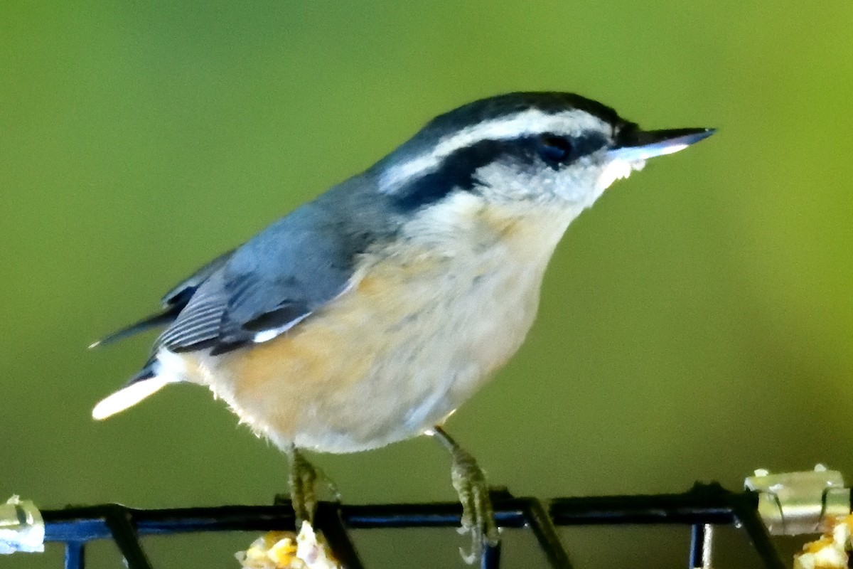 Red-breasted Nuthatch - Jack Verdin