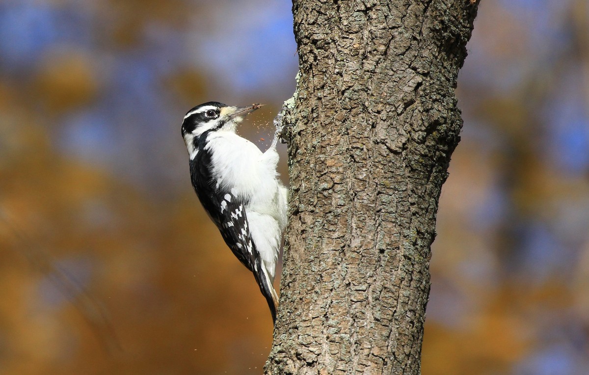 Hairy Woodpecker - Diane St-Jacques