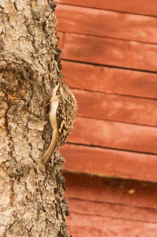 Brown Creeper - Debbie Young