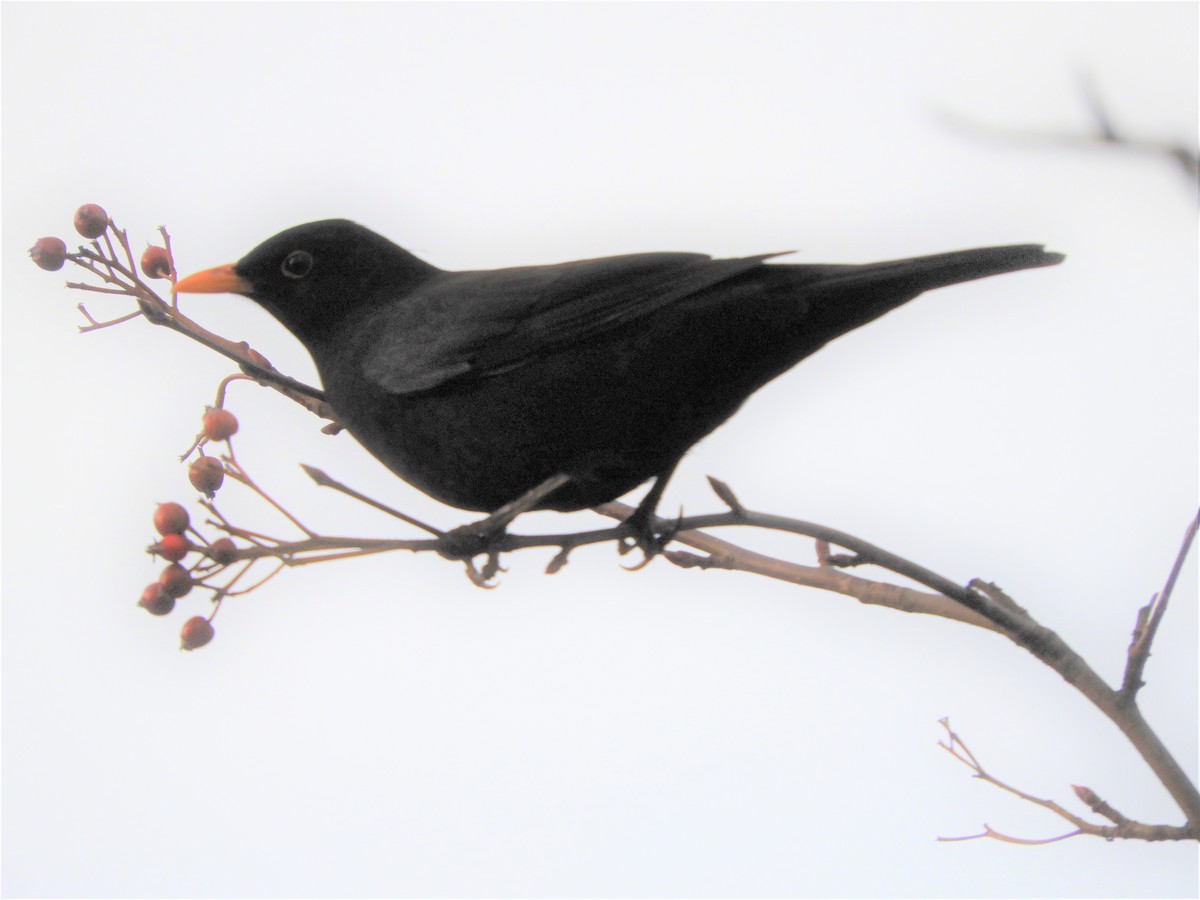 Eurasian Blackbird - John Gaglione
