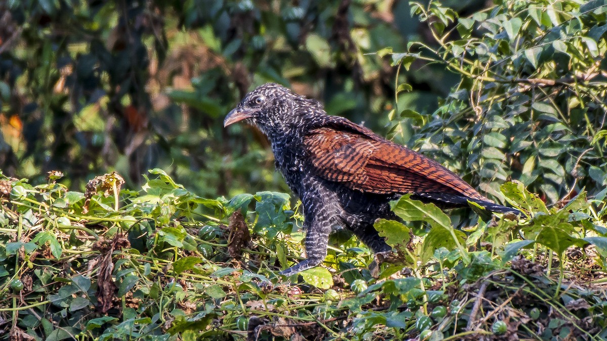 Greater Coucal - ML120451271