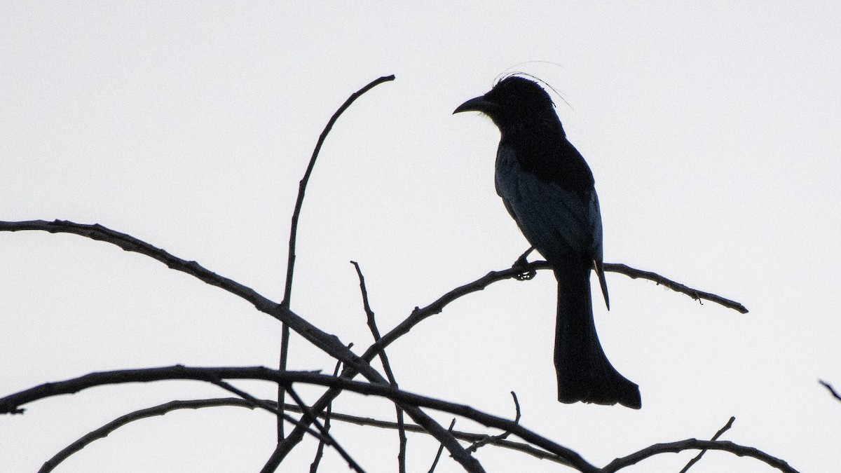 Hair-crested Drongo - ML120451281