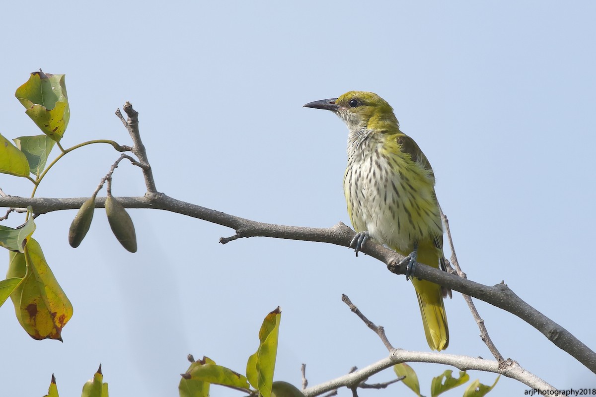 Indian Golden Oriole - Rahul  Singh
