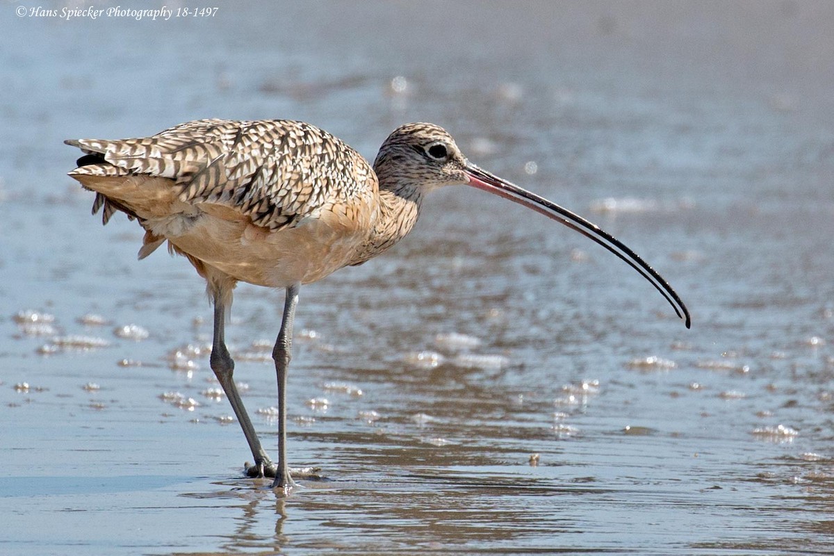 Long-billed Curlew - ML120455171