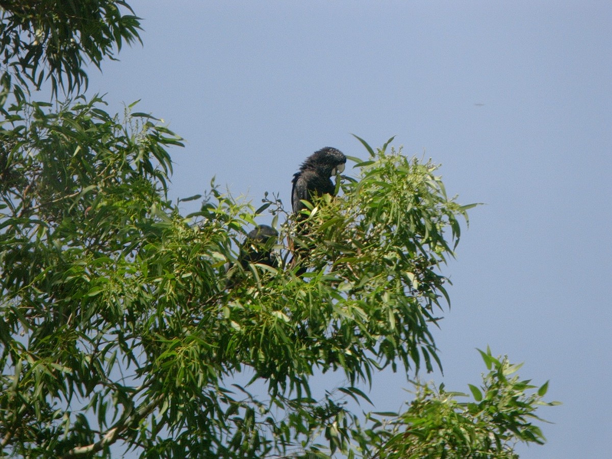 Red-tailed Black-Cockatoo - ML120456841
