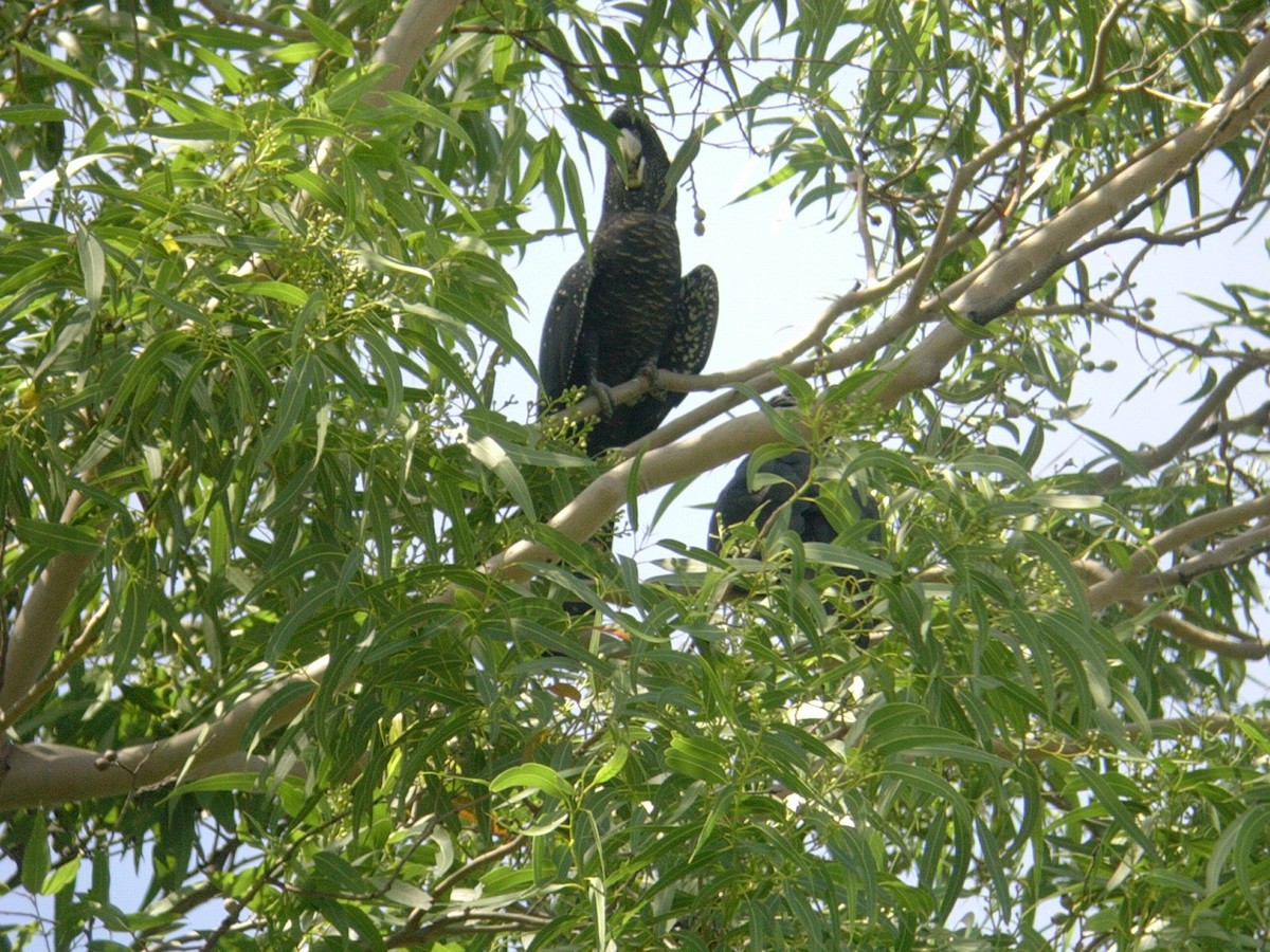Red-tailed Black-Cockatoo - ML120456861