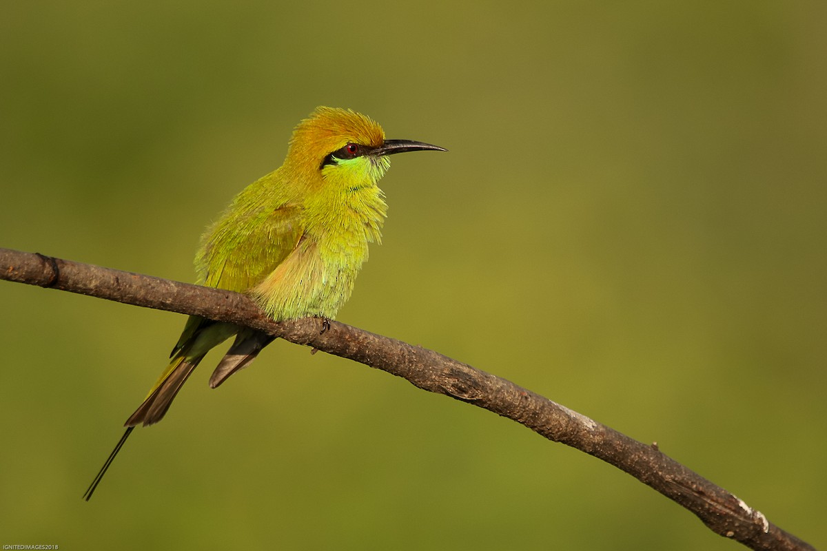 Asian Green Bee-eater - Indranil Bhattacharjee