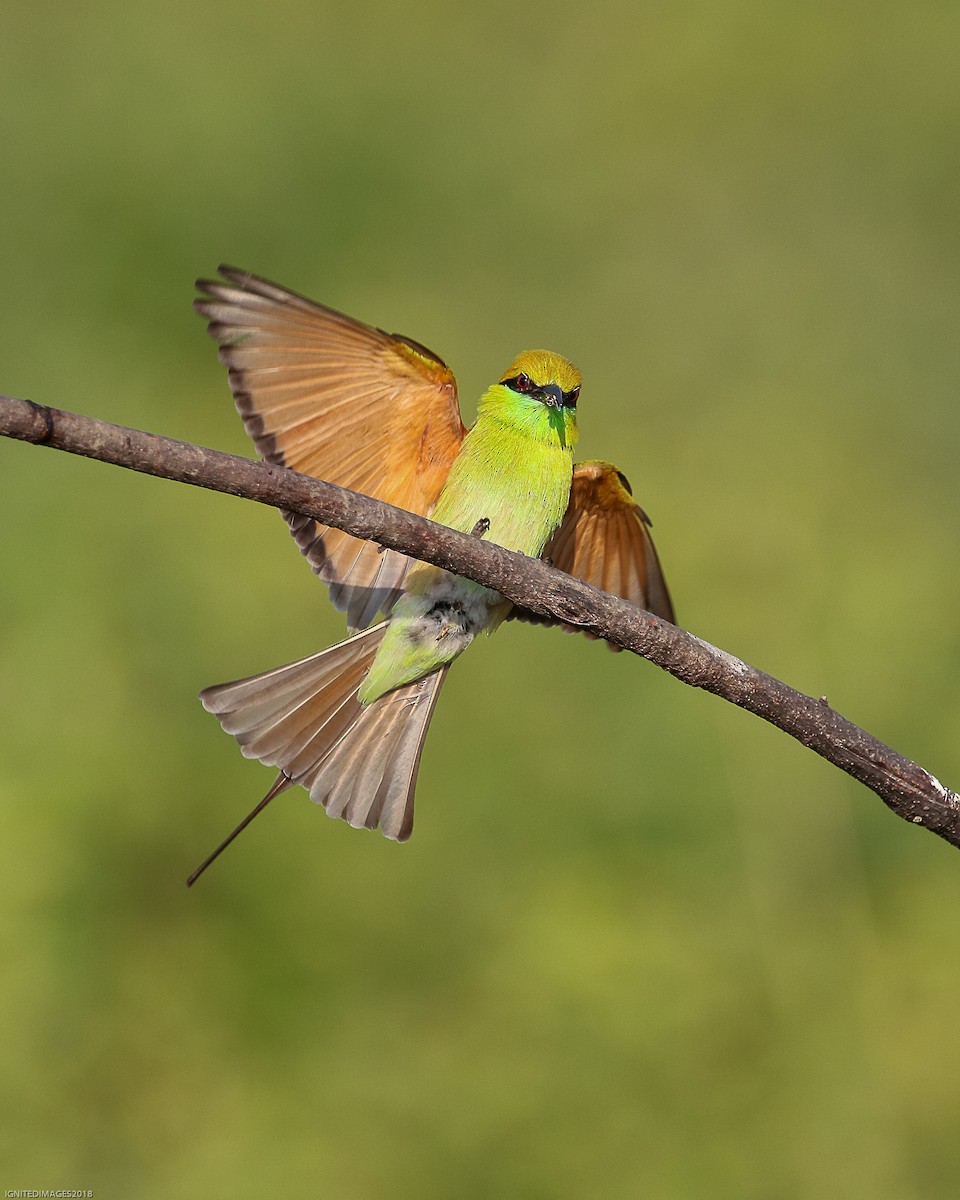 Asian Green Bee-eater - ML120461191