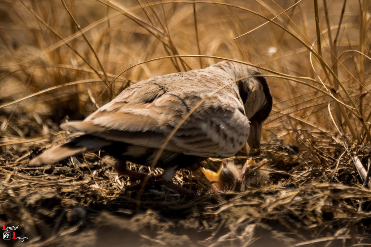 Ashy-crowned Sparrow-Lark - ML120462141