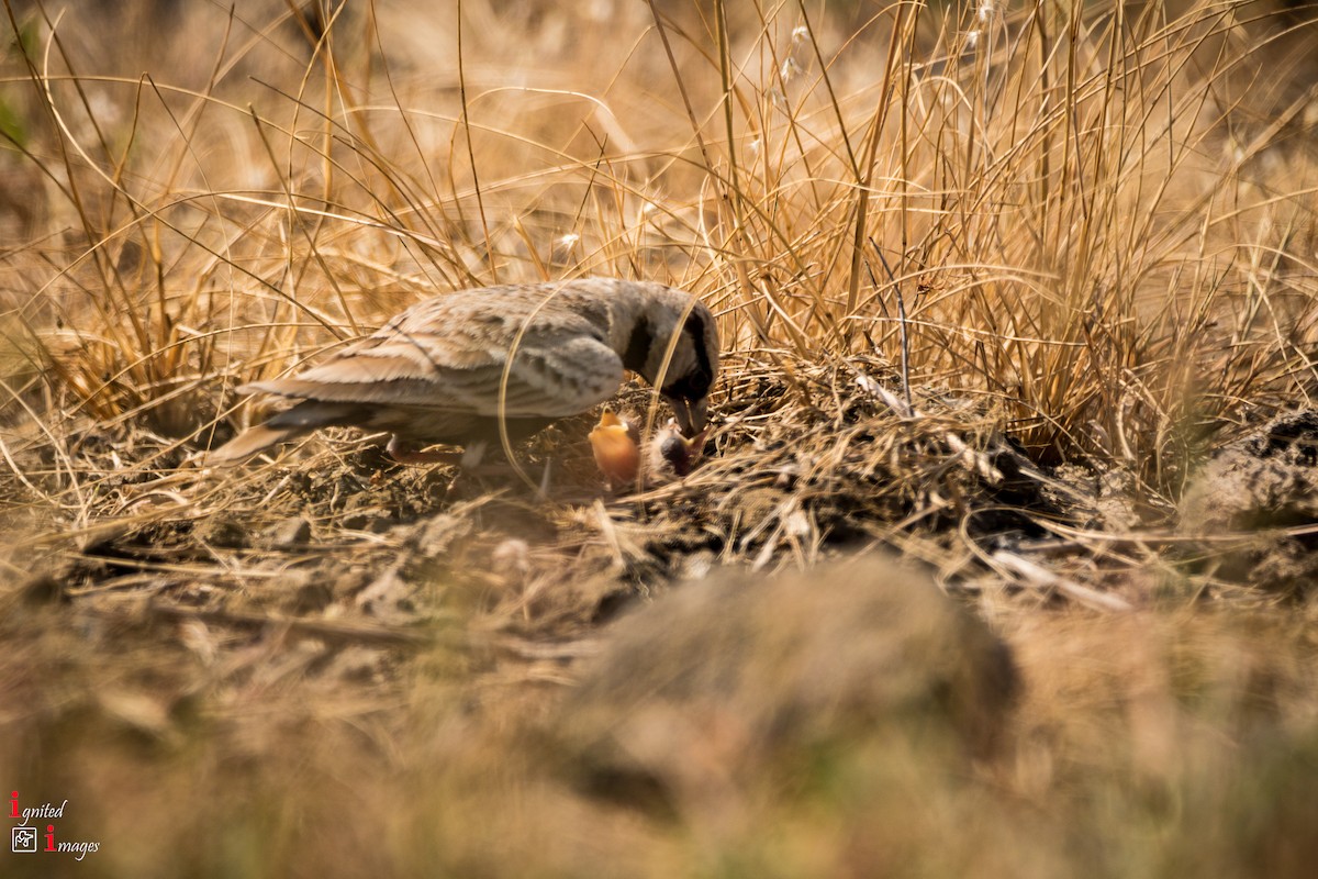 Ashy-crowned Sparrow-Lark - ML120462241