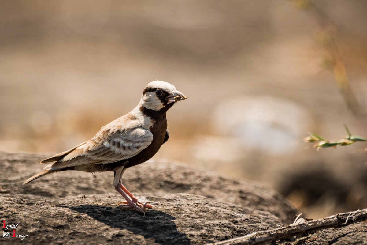 Ashy-crowned Sparrow-Lark - ML120462251