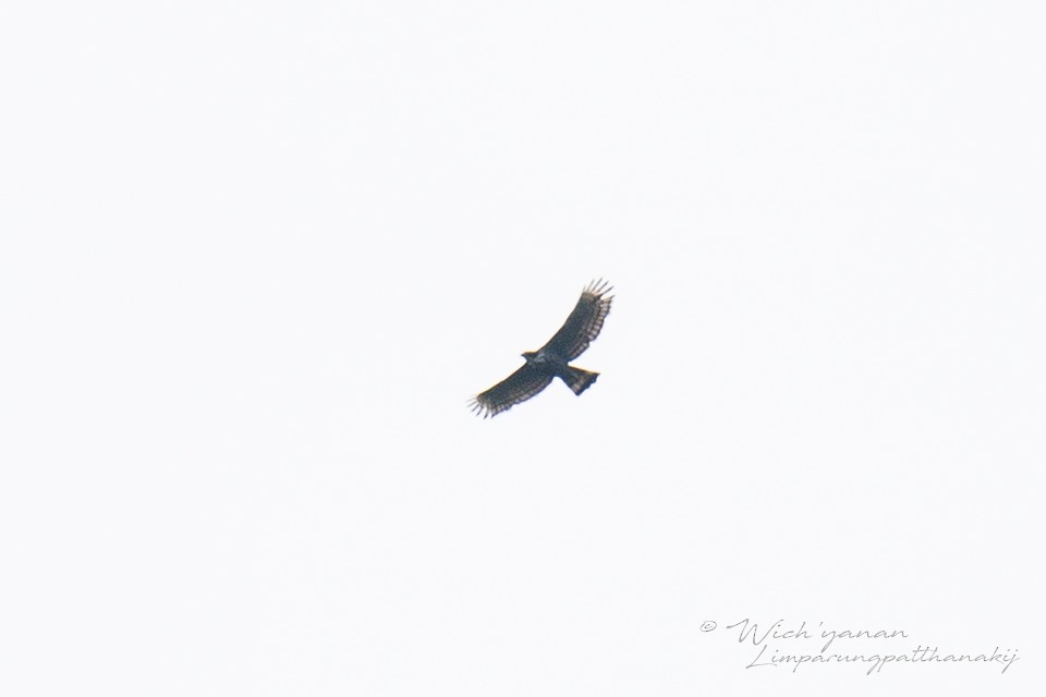 Blyth's Hawk-Eagle - Wich’yanan Limparungpatthanakij