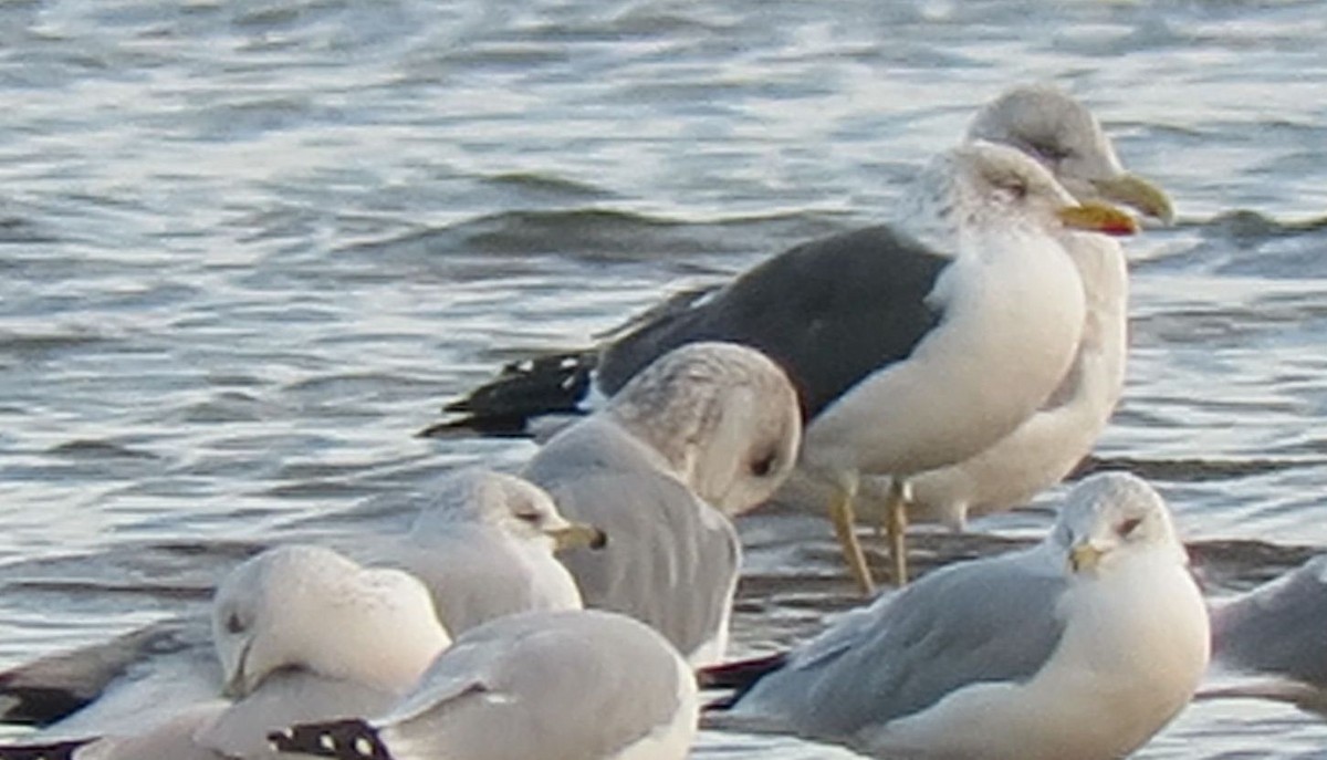 Lesser Black-backed Gull - shawn richmond