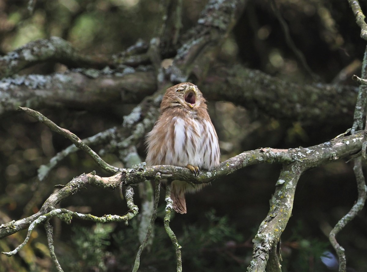 Ferruginous Pygmy-Owl - Daniel Aldana | Ornis Birding Expeditions