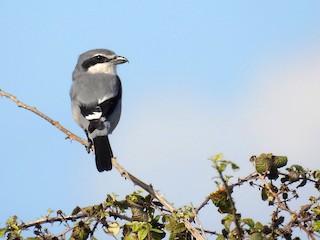  - Iberian Gray Shrike