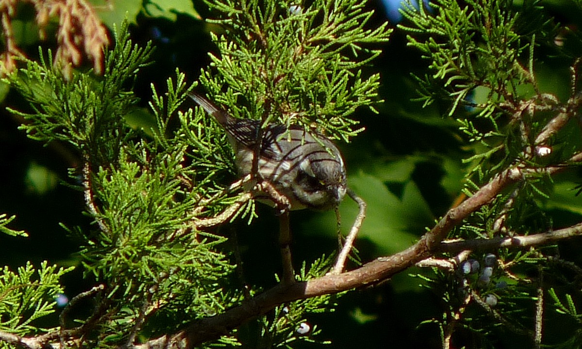 Black-throated Gray Warbler - ML120472981