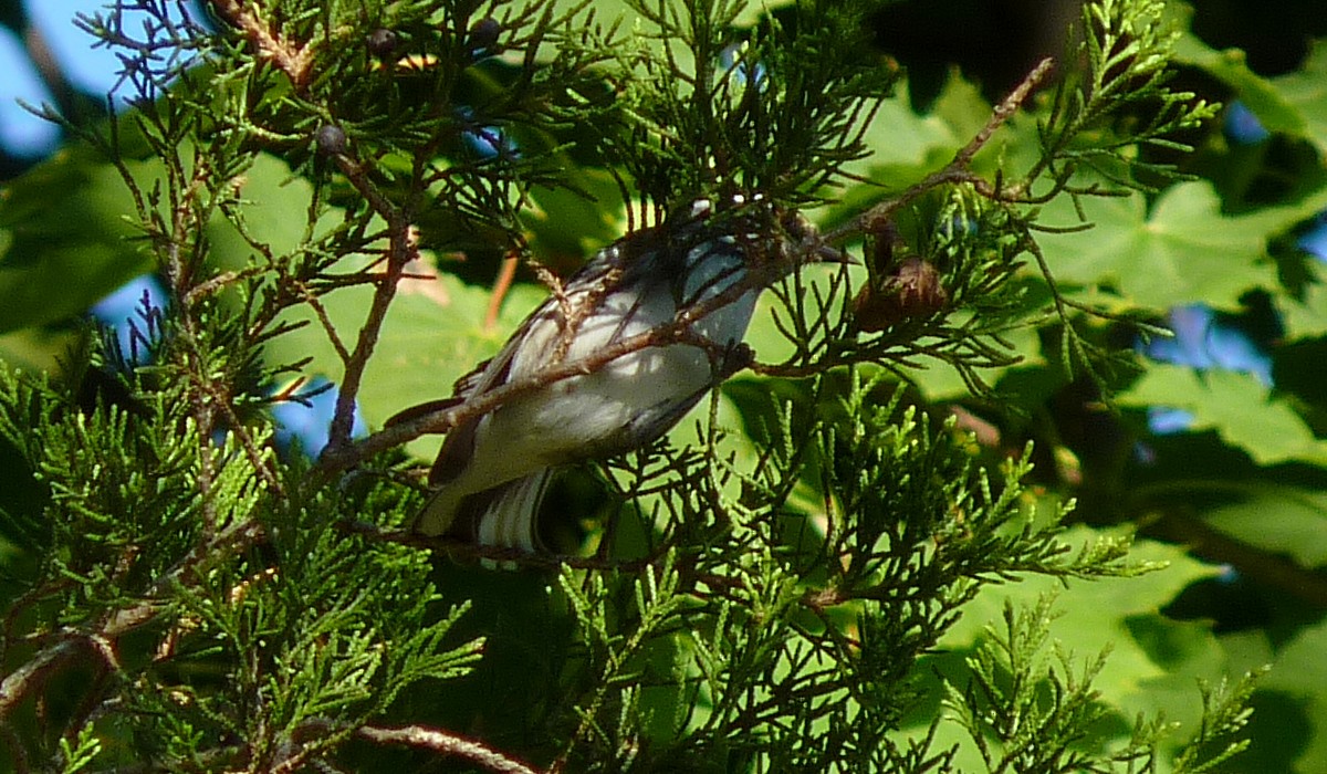 Black-throated Gray Warbler - ML120472991