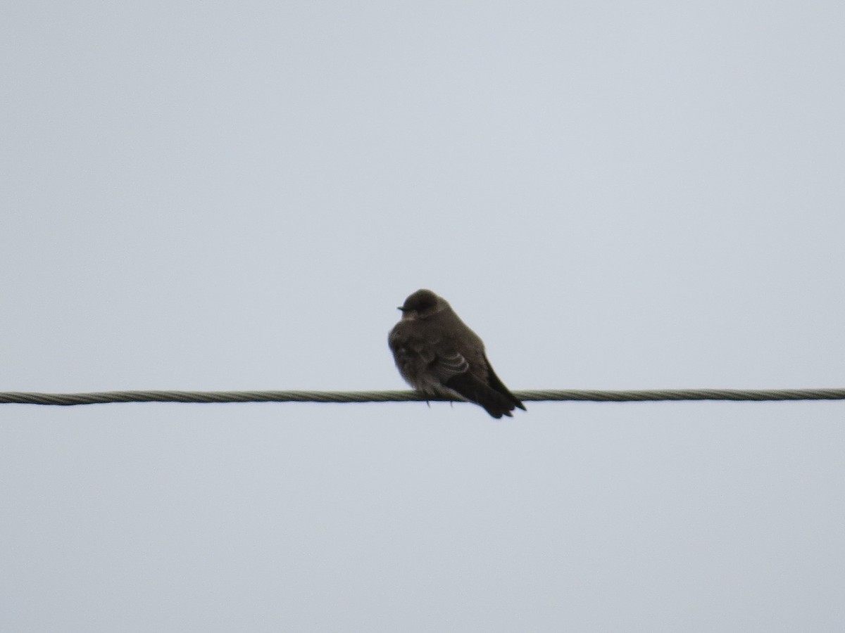Northern Rough-winged Swallow - ML120473221