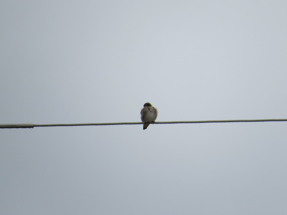 Northern Rough-winged Swallow - ML120473271