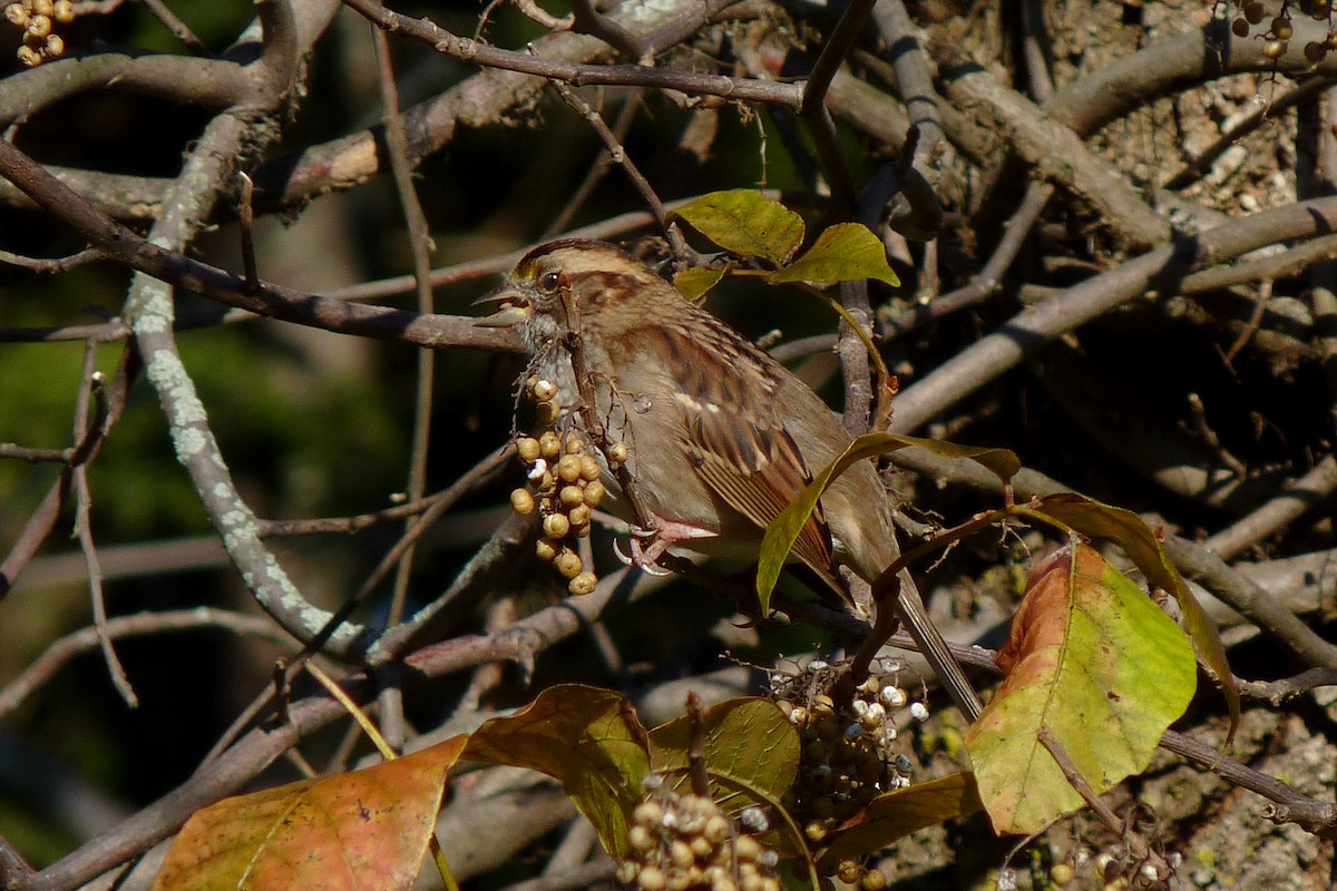 White-throated Sparrow - John Beetham