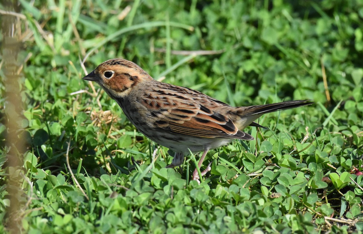 Little Bunting - Mark Lewis