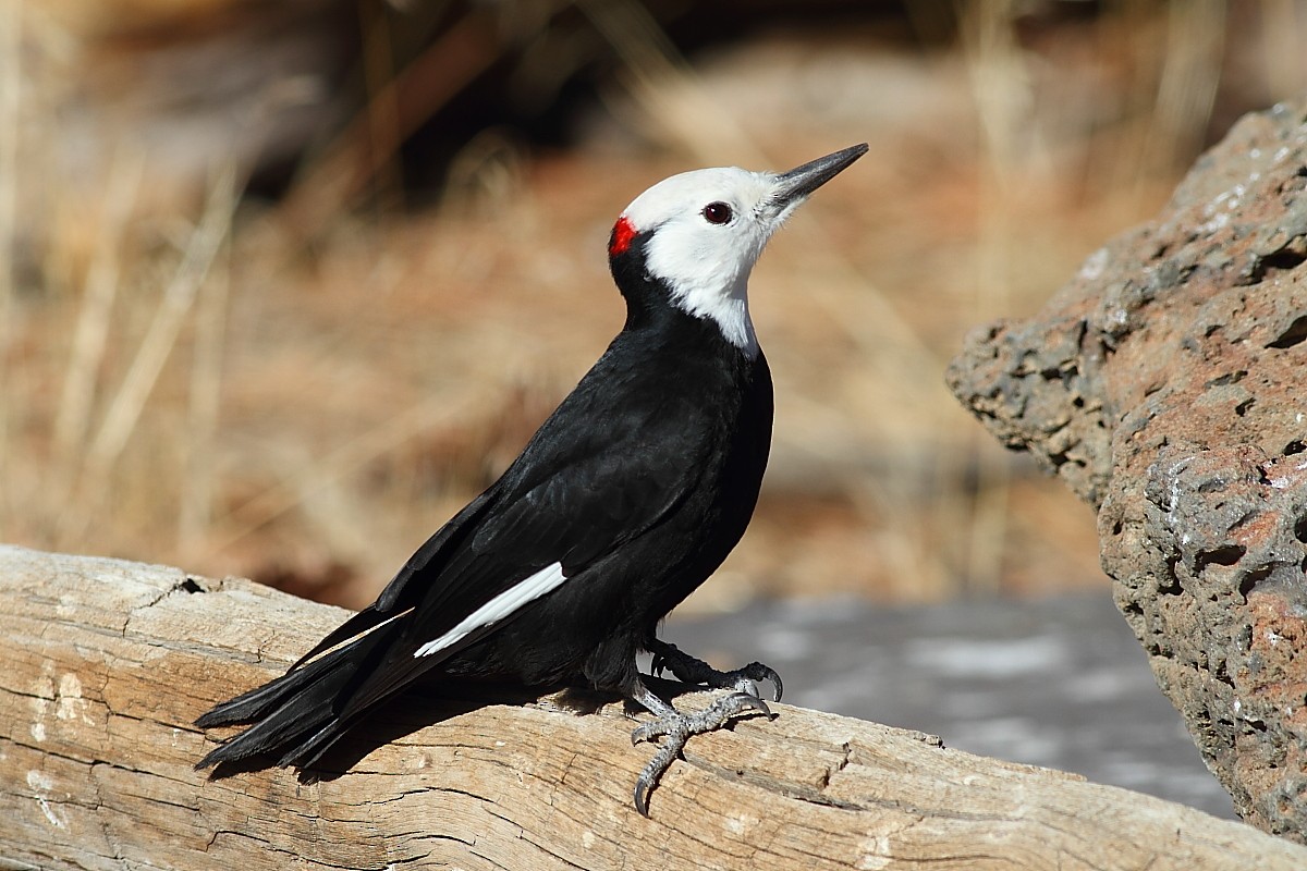 White-headed Woodpecker - tim jeffers