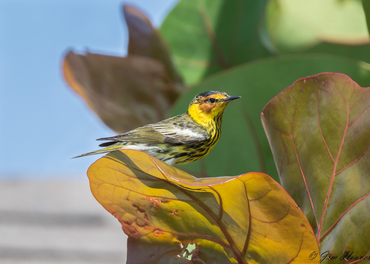 Cape May Warbler - Jim Hoover