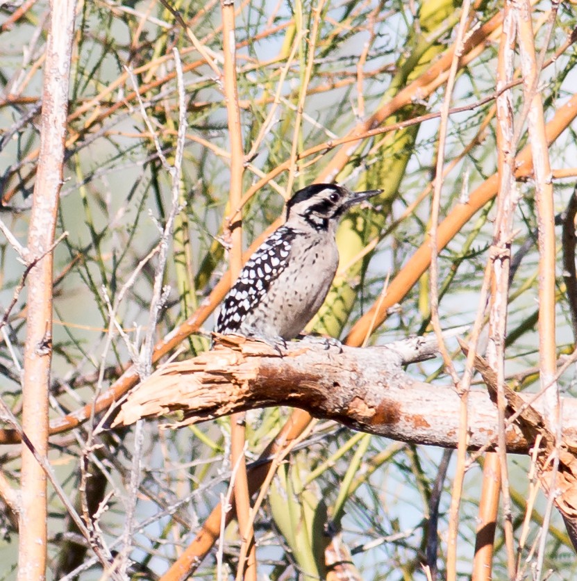 Ladder-backed Woodpecker - Keith Bailey