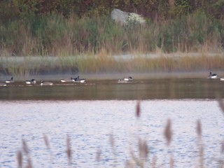 Cackling Goose (Richardson's), ML120481921
