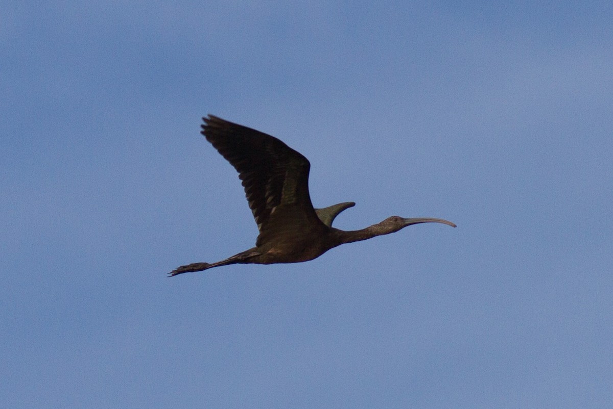 ibis americký - ML120487311