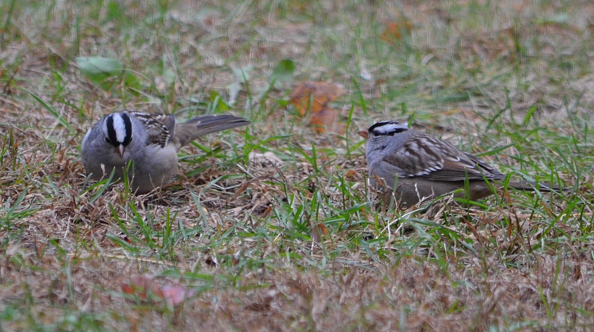 White-crowned Sparrow - ML120489931