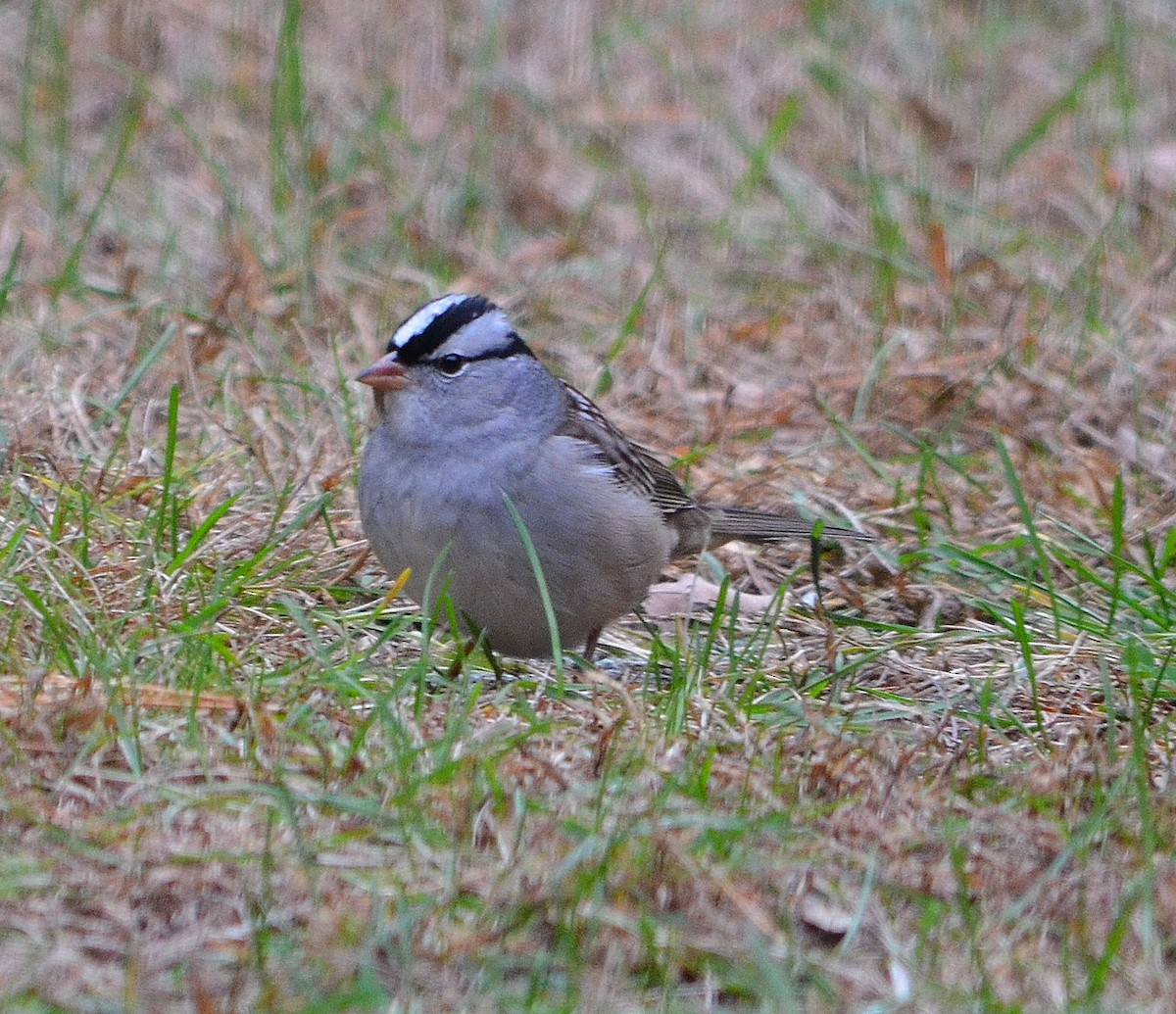 White-crowned Sparrow - ML120489961
