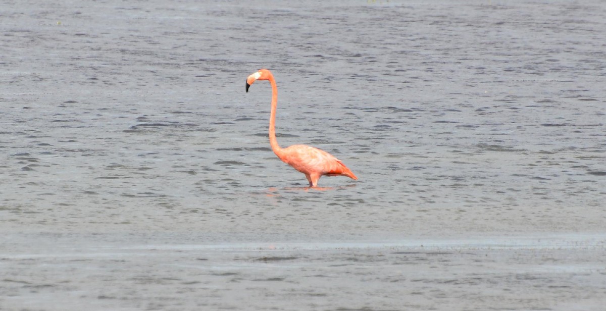 American Flamingo - ML120490431