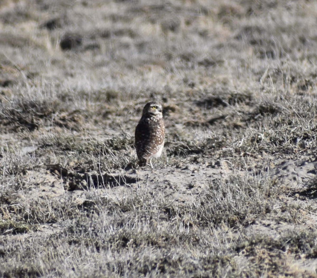 Burrowing Owl (Western) - Clay Rouse