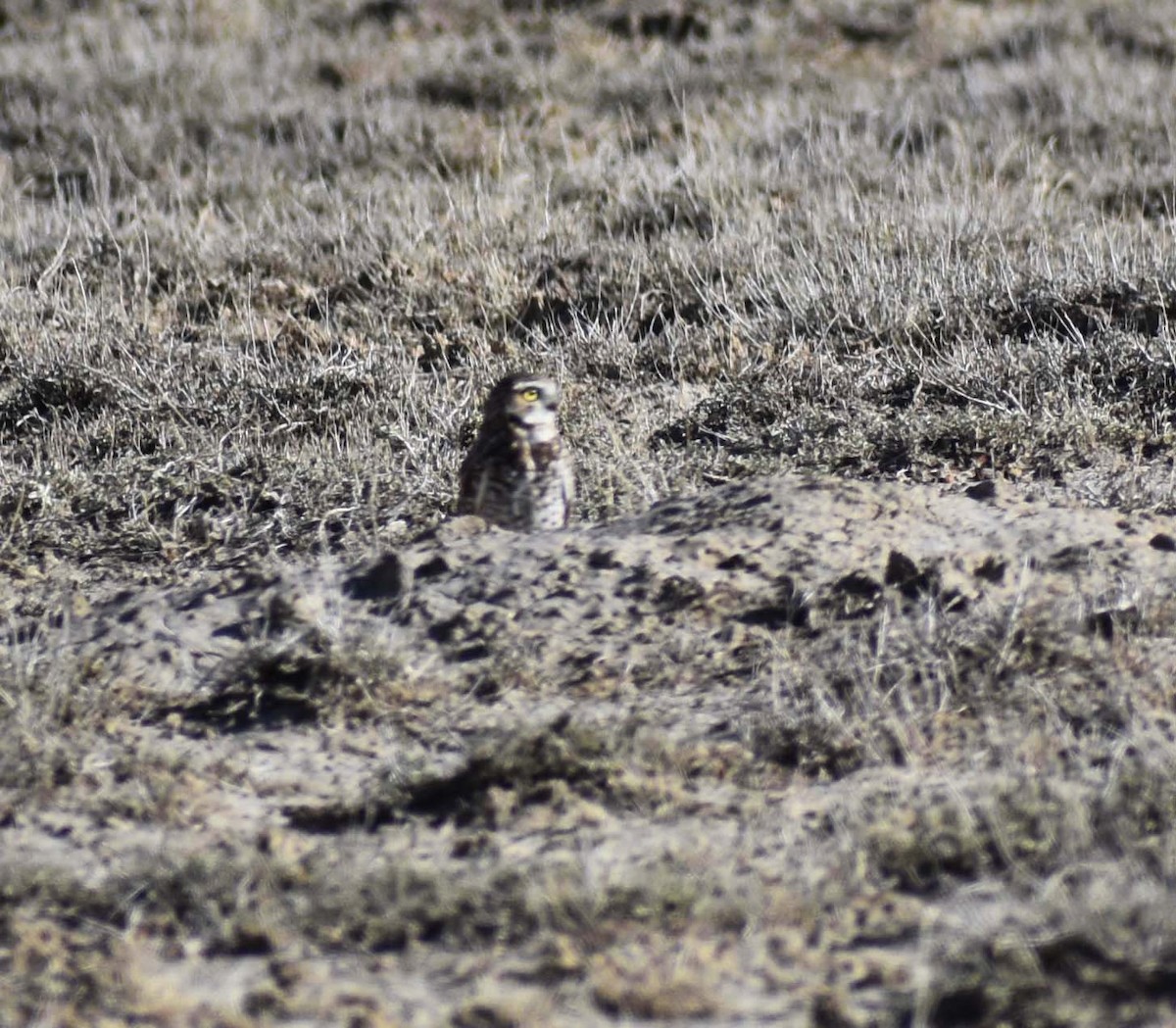 Burrowing Owl (Western) - Clay Rouse