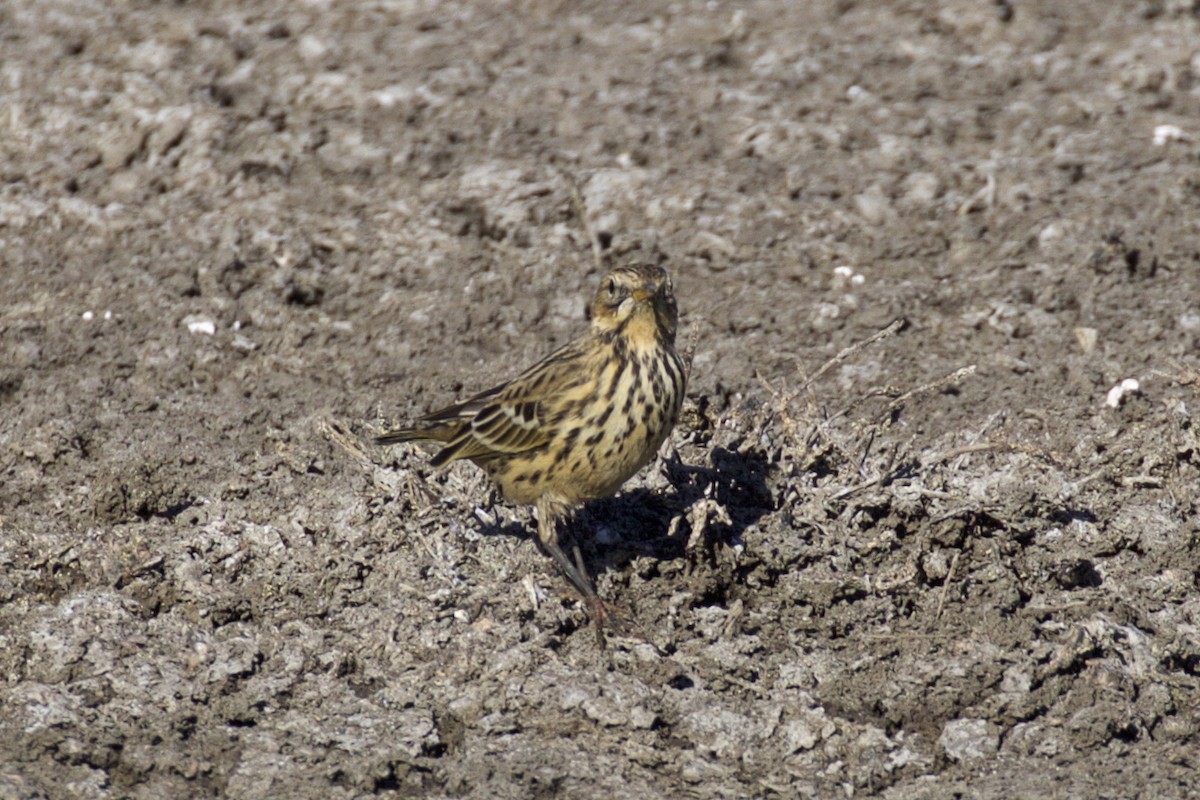 Red-throated Pipit - ML120495901