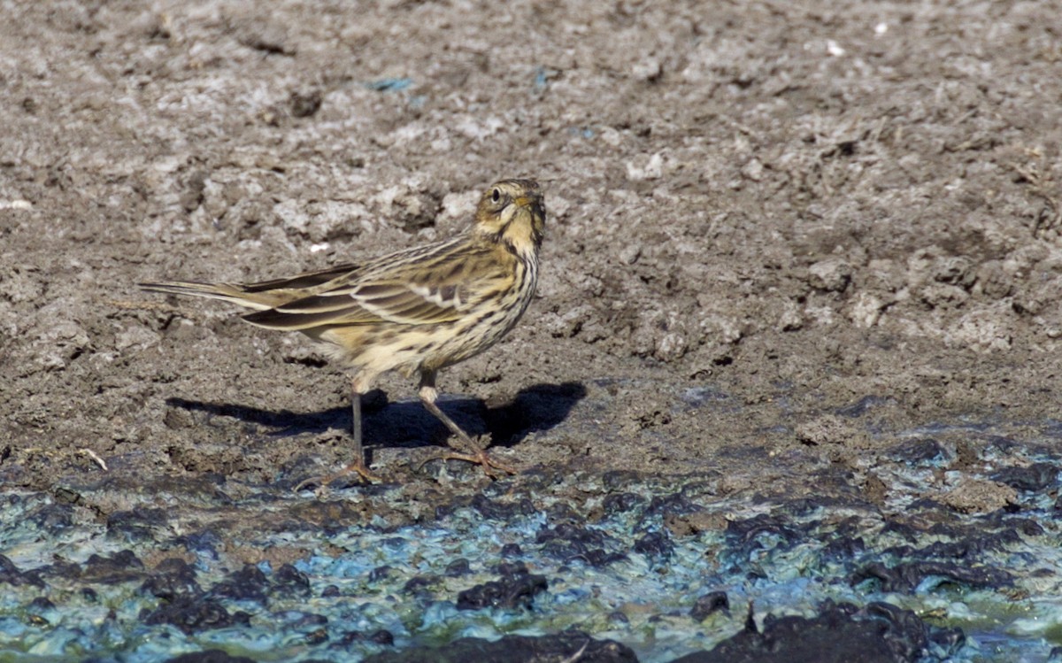 Red-throated Pipit - ML120495911