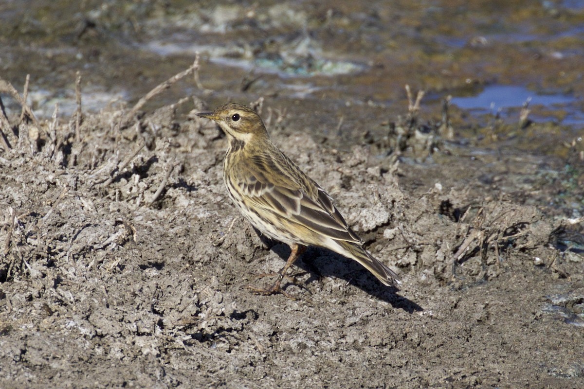 Red-throated Pipit - ML120495921