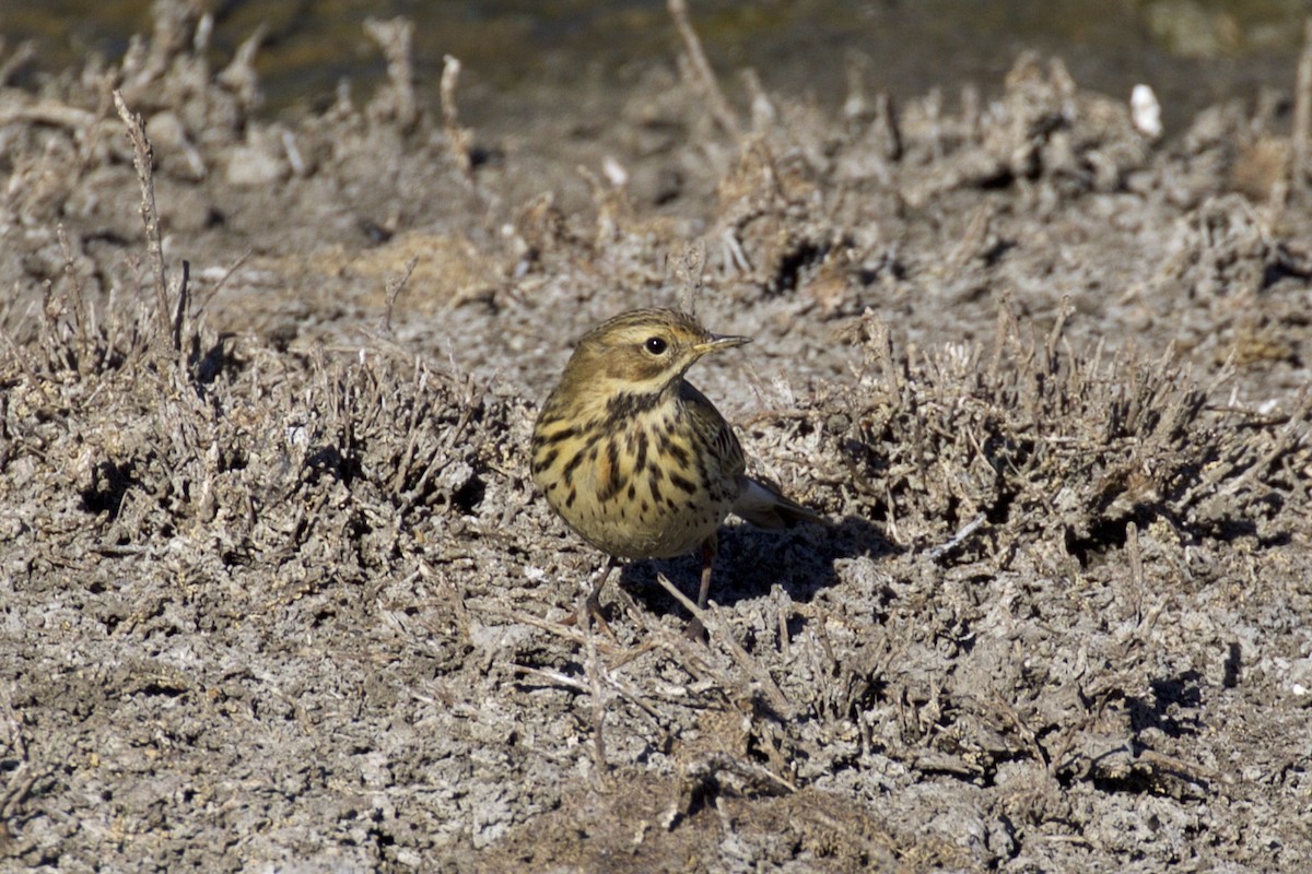Red-throated Pipit - ML120495931