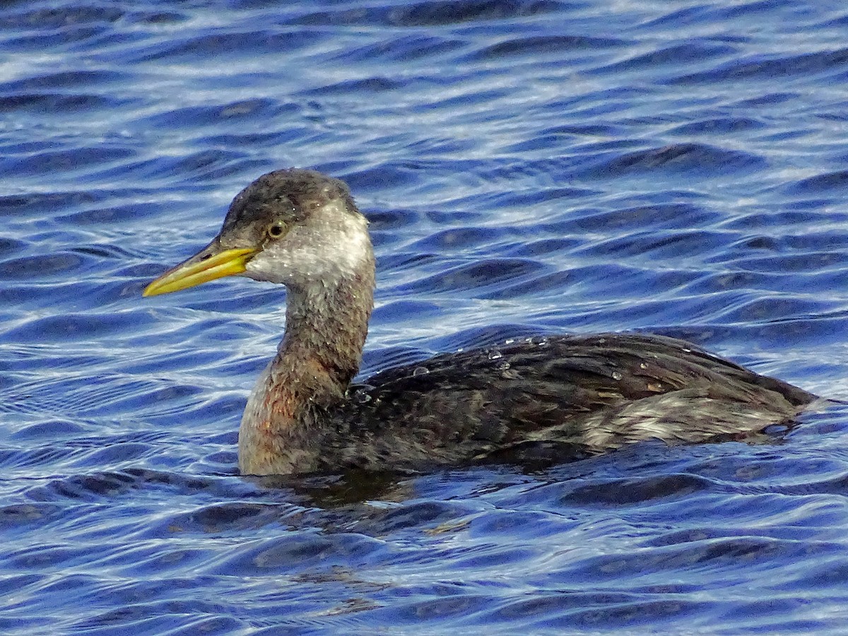 Red-necked Grebe - ML120498031