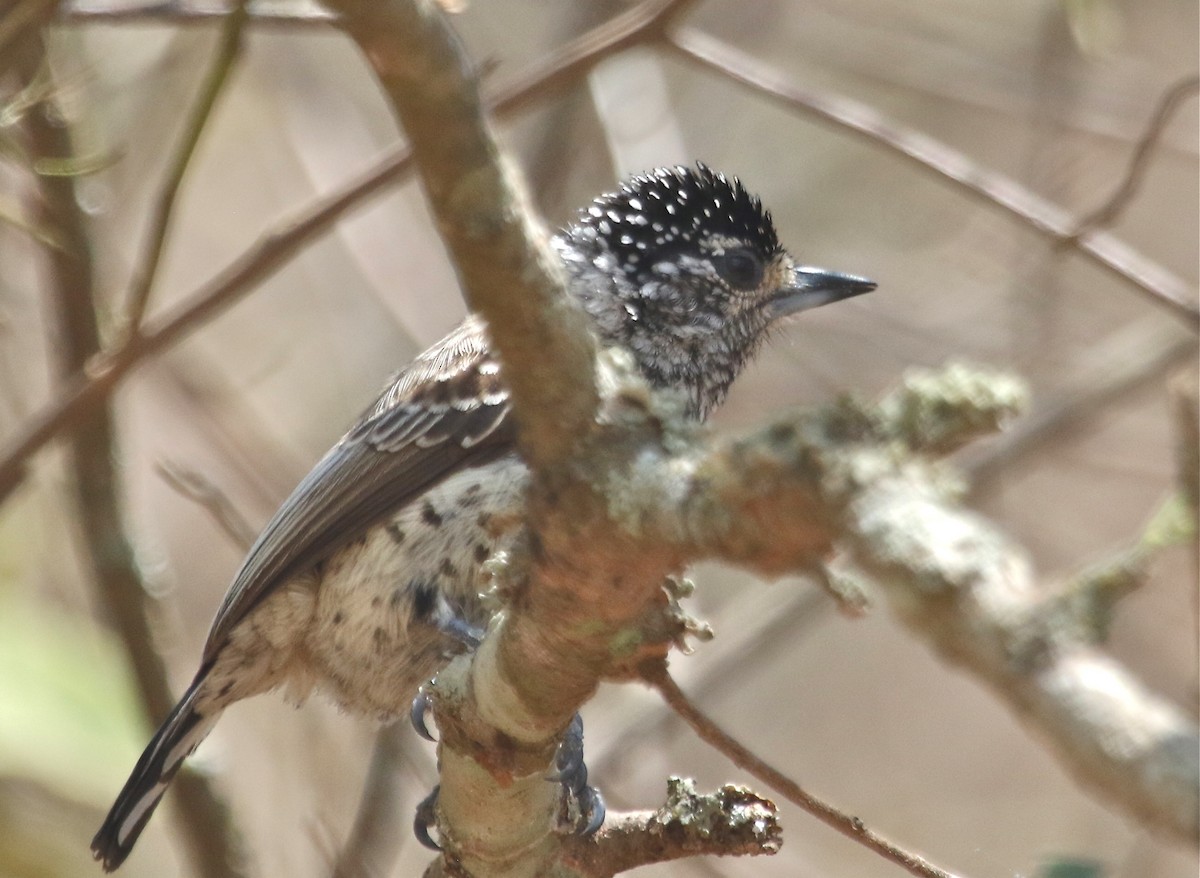 Ocellated Piculet - Gil Ewing