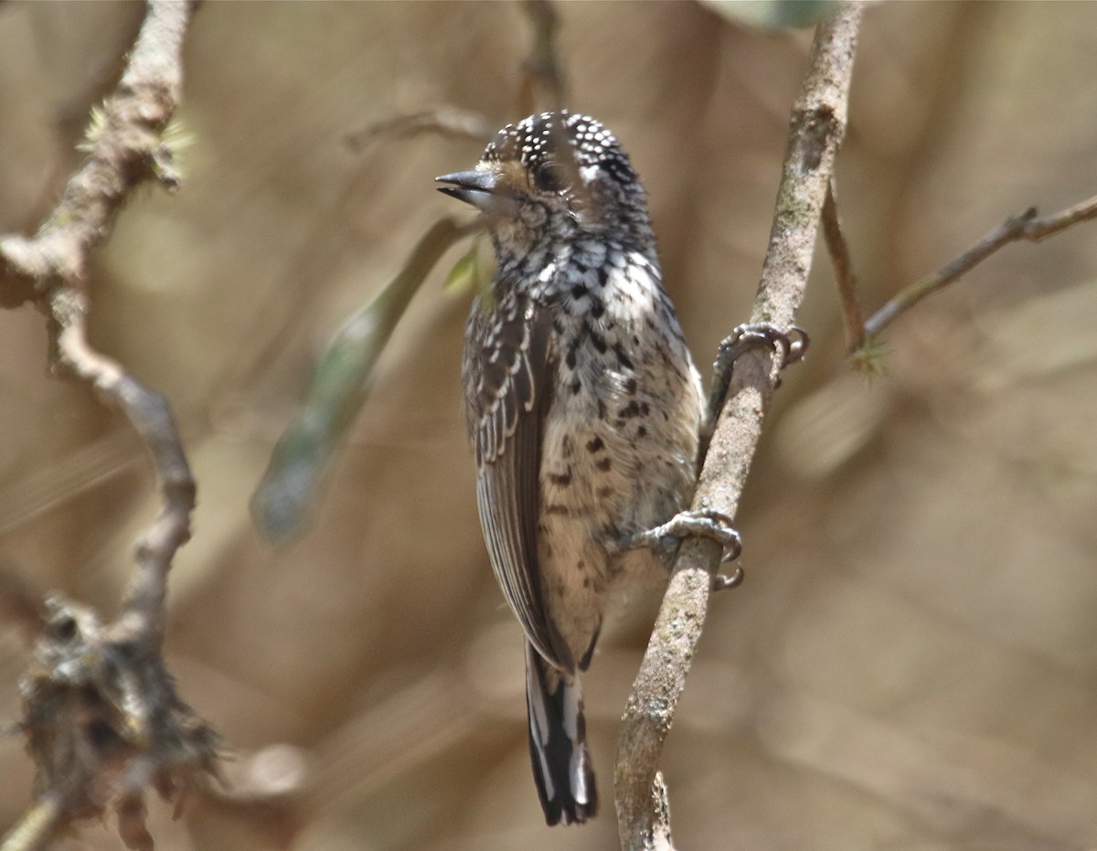 Ocellated Piculet - Gil Ewing