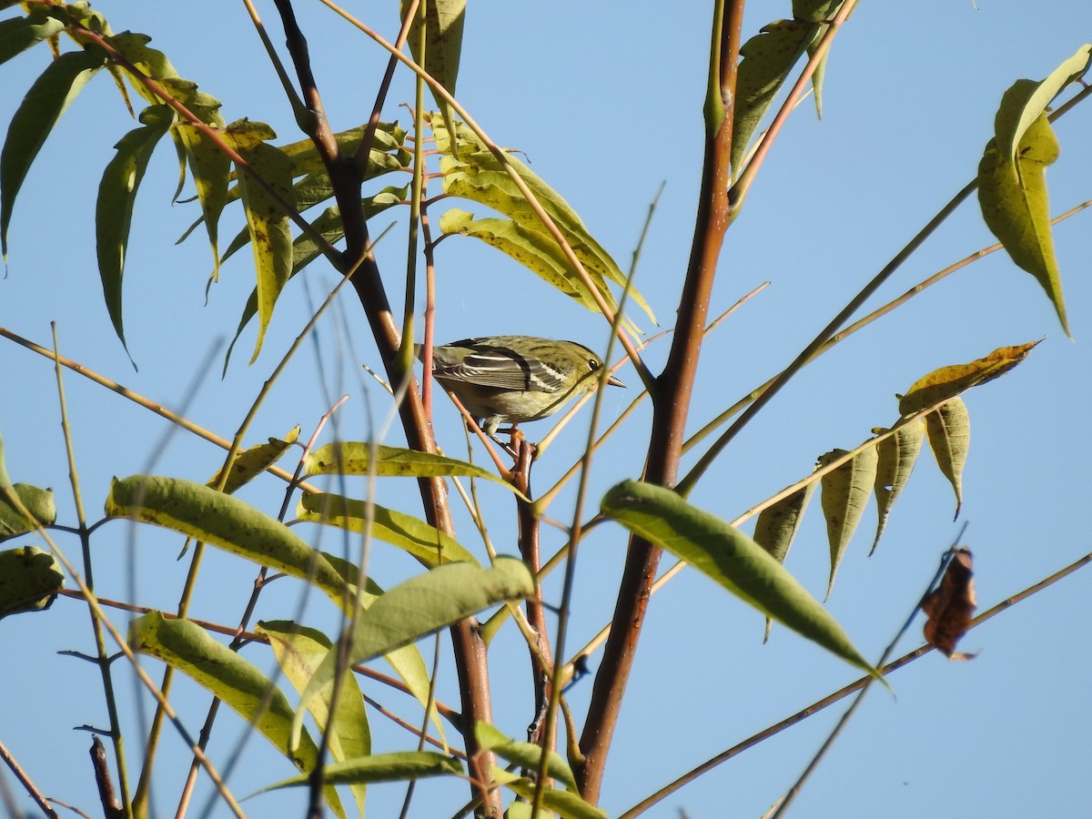 Blackpoll Warbler - Bee Breutinger