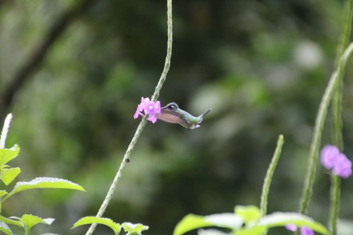 Violet-headed Hummingbird - Anika Fiske