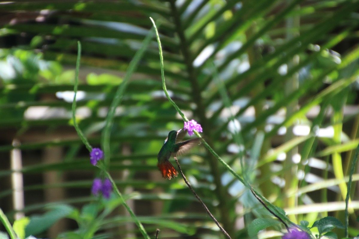 Rufous-tailed Hummingbird - Anika Fiske