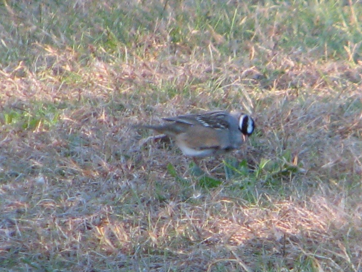 White-crowned Sparrow - ML120510361