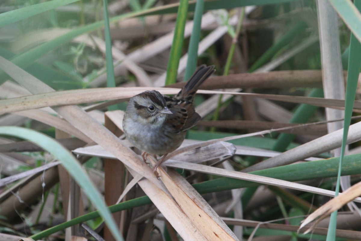 Swamp Sparrow - ML120512671